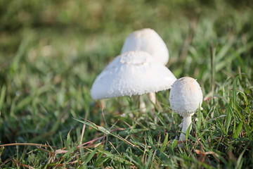 Mushroom poisoning growing on green lawn.