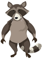 Wild raccoon on white background