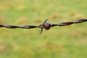 Barbwire fence on grass background