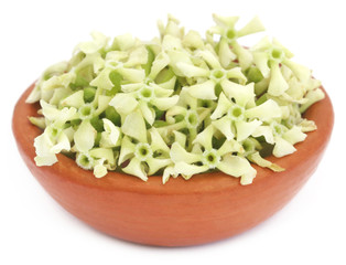 Flowers of Alstonia scholaris