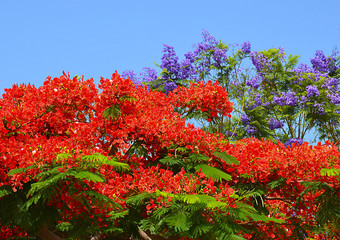 Flamboyant and Jacaranda trees blooming at spring in Tenerife,Canary Islands,Spain.Royal Poinciana (Delonix regia) and Jacaranda mimosifolia.Floral background.