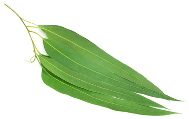 Eucalyptus leaves