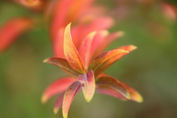 Fototapeta premium autumn