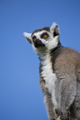 Obraz premium Keeping Watch