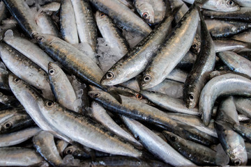 Fototapeta premium Europian pilchard fishes.