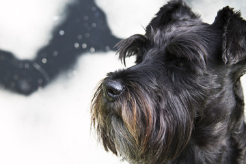 Portrait of black schnauzer dog on the wall