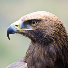 Golden Eagle Portrait
