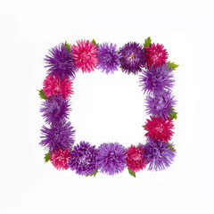 Pattern with Aster flowers on white background