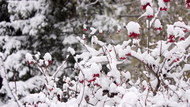 Guelder-rose branches in the winter in snow. Big snow-covered branches of a guelder-rose. It is a lot of snow on guelder-rose branches. Snow branches of a guelder-rose. A tree in snow. A guelder-rose