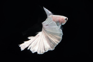 White fighting fish, betta on black background