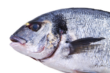 Fish, golden isolated on white