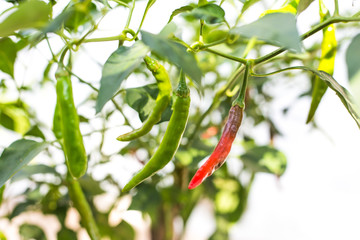 Close up of green chili pepper, backyard garden, home-grown vegetable, organic farm