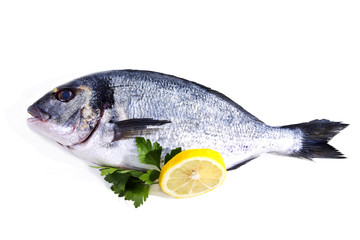 Fish, golden isolated on white