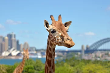 Papier Peint photo Girafe Giraffes in Taronga Zoo Sydney New South Wales Australia