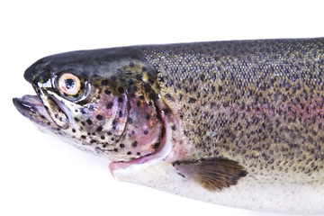 Fish, trout isolated on white