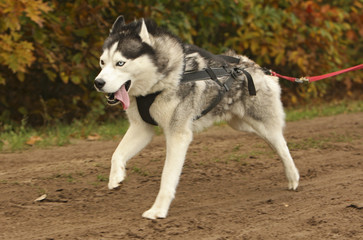 Sled dog running in a race 