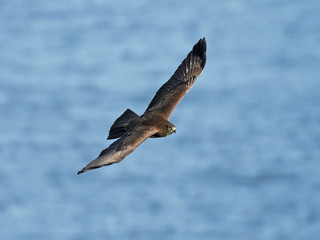 Common buzzard (Buteo buteo)