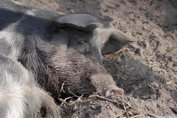 Angeliter Sattelschwein