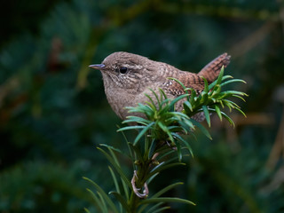 Eurasian wren (Troglodytes troglodytes)