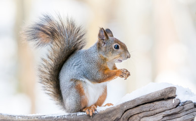 Squirrel