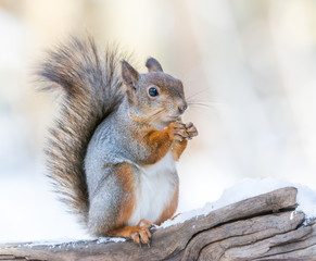 Squirrel