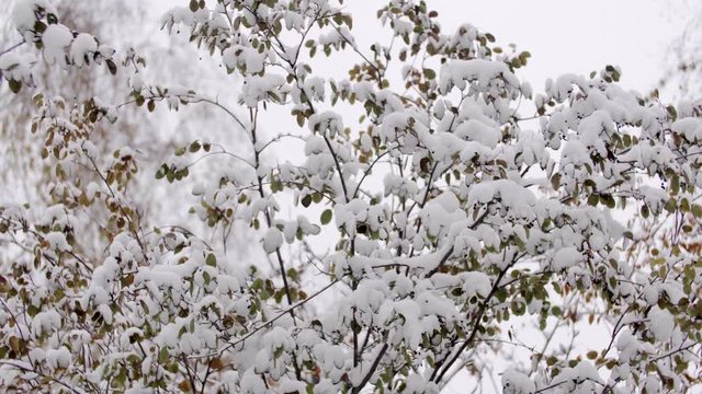 Guelder-rose branches in the winter in snow. Big snow-covered branches of a guelder-rose. It is a lot of snow on guelder-rose branches. Snow branches of a guelder-rose. A tree in snow. A guelder-rose