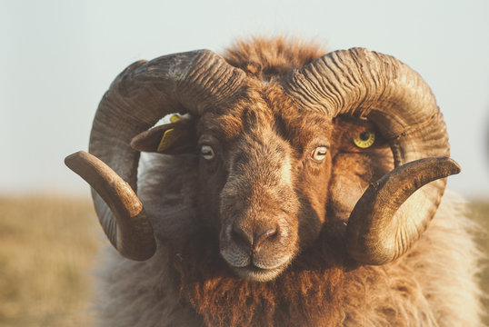 Mouton Shetland