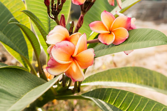Beauty pink plumeria floral