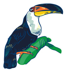 Toucan, Vector hand drawn illustration