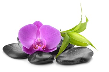 orchid and bamboo on the zen basalt stones isolated on white background