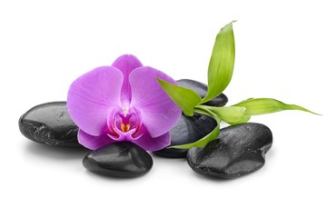 orchid and bamboo on the zen basalt stones isolated on white background