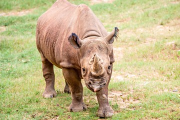 rhinoceros enjoying on green grassy meadow