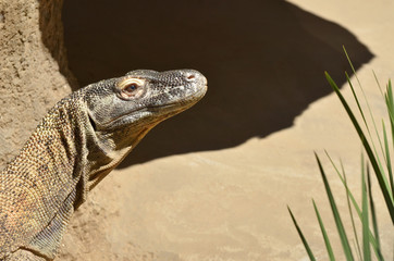 Komodo dragon