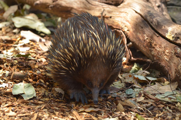Australian Echidna Walks in the bush