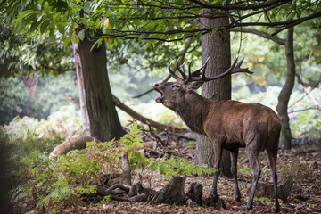 Majestic powerful red deer stag Cervus Elaphus in forest landsca