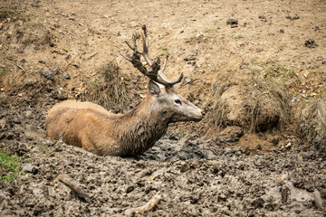 Red deer stag cervus elaphus takes a mudbath to cool down on Aut
