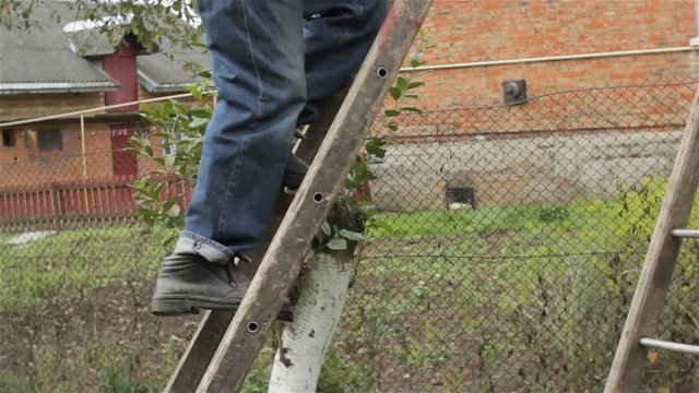 man standing on ladder/Senior man descends down the ladder in the garden with tree