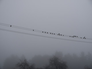 Birds on a power line in the fog.