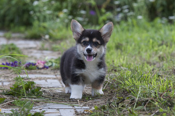 Щенок на дороге