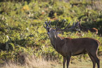 Majestic powerful red deer stag Cervus Elaphus in forest landsca
