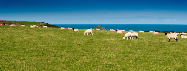 Fototapeta premium Flock of sheep on a green meadow with the atlantic ocean in the background. Picture taken near Port Quin in northern Cornwall.