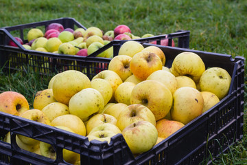 yellow apples in box on green grass background
