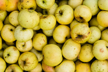 bunch of yellow apples background texture