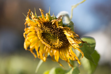 Sonnenblume verblüht - Herbst Ende