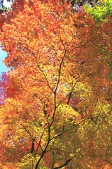 紅葉の壁紙素材