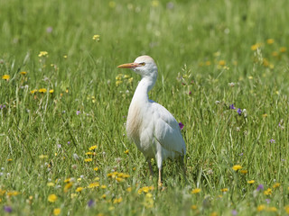 Cattle egret (Bubulcus ibis)