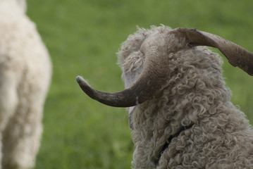 Billy Goat 