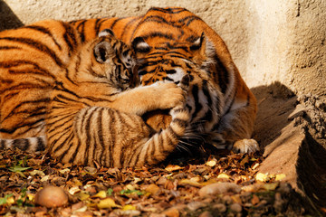 Tiger mum