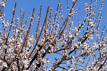 Blossom