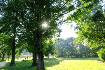 Obraz premium 朝日が射し込む公園
